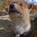 コーギー
Welsh Corgi352-6