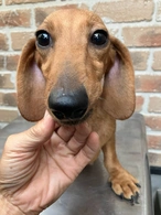 里親募集犬