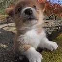 コーギー
Welsh Corgi352-5