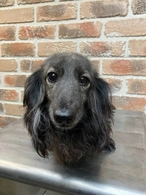 里親募集犬
