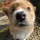 コーギー
Welsh Corgi352-4