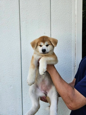 秋田犬の子犬販売