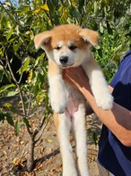 秋田犬