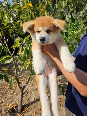 秋田犬の子犬販売