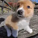 コーギー
Welsh Corgi352-3