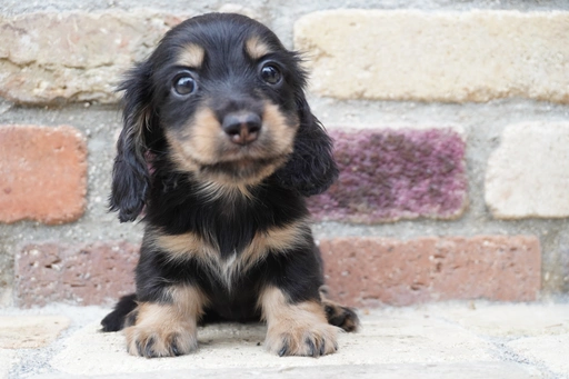 ダックスフンドの子犬販売