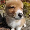 コーギー
Welsh Corgi352-2