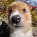 コーギー
Welsh Corgi352-1