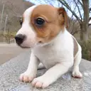 ジャックラッセルテリア
Jac Russell Terrier-5