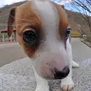 ジャックラッセルテリア
Jac Russell Terrier-4