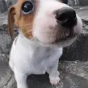 ジャックラッセルテリア
Jac Russell Terrier-2