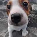 ジャックラッセルテリア
Jac Russell Terrier-1