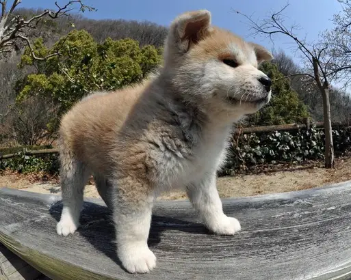 秋田犬
Akita-Inu-4