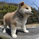 秋田犬
Akita-Inu-4