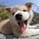 秋田犬
Akita-Inu-3