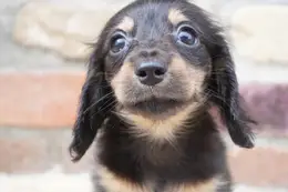 格安犬