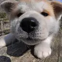 秋田犬
Akita-Inu-2