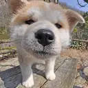 秋田犬
Akita-Inu-1