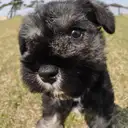 ミニチュアシュナウザー
M・Schnauzer-5