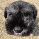 ミニチュアシュナウザー
M・Schnauzer-4