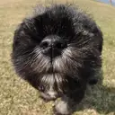 ミニチュアシュナウザー
M・Schnauzer-3