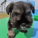 ミニチュアシュナウザー
M・Schnauzer-2