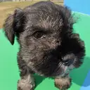 ミニチュアシュナウザー
Miniature Schnauzer
