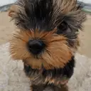 ヨークシャーテリア
Yorkshire Terrier-10
