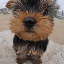 ヨークシャーテリア
Yorkshire Terrier-9