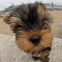 ヨークシャーテリア
Yorkshire Terrier-8