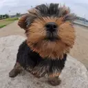 ヨークシャーテリア
Yorkshire Terrier-7
