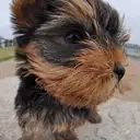 ヨークシャーテリア
Yorkshire Terrier-6
