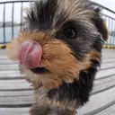 ヨークシャーテリア
Yorkshire Terrier-4