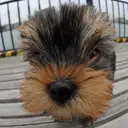 ヨークシャーテリア
Yorkshire Terrier-3