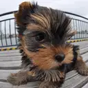 ヨークシャーテリア
Yorkshire Terrier-2
