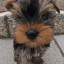 ヨークシャーテリア
Yorkshire Terrier-1