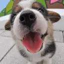 ウェルシュコーギー
Welsh Corgi373-5