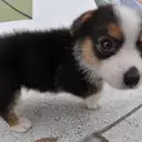 ウェルシュコーギー
Welsh Corgi373-4