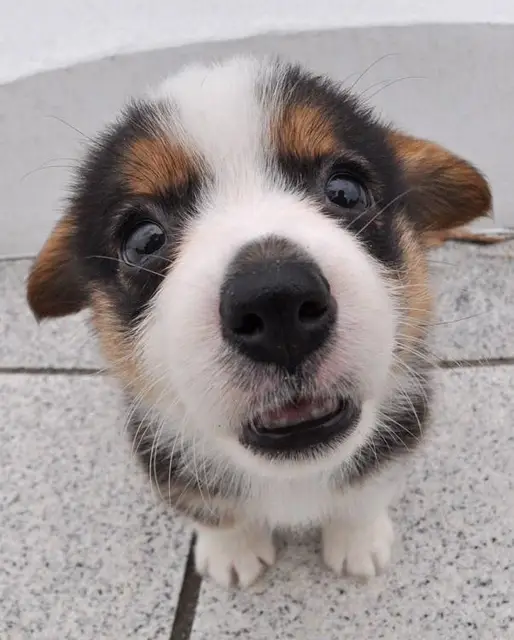 ウェルシュコーギー
Welsh Corgi373-3