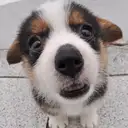 ウェルシュコーギー
Welsh Corgi373-3