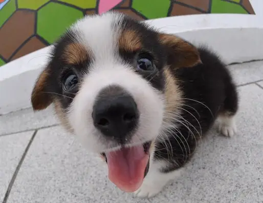 ウェルシュコーギー
Welsh Corgi373-2