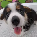 ウェルシュコーギー
Welsh Corgi373-2