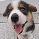 ウェルシュコーギー
Welsh Corgi373-1