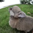 チワワ
Chihuahua275-5