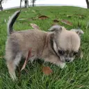 チワワ
Chihuahua275-4