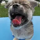 チワワ
Chihuahua275-3