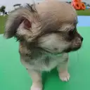 チワワ
Chihuahua275-2