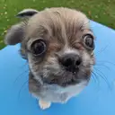 チワワ
Chihuahua275-1