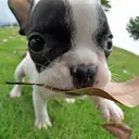 フレンチブルドッグ
French Bulldog124-1