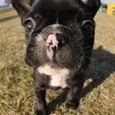 フレンチブルドッグ
French Bulldog129-8